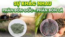 Phân biệt phân bón lá và phân bón gốc