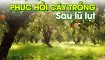 Phục Hồi Cây Trồng Sau Bão Đắk Lắk – Giải Pháp Hiệu Quả Giúp Bà Con Ổn Định Vườn Cây