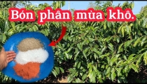 Mùa khô sắp đến – Bà con nên bón phân thế nào để cây cà phê?