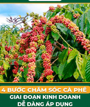 4 Bước Chăm Sóc Cà Phê Giai Đoạn Kinh Doanh Hiệu Quả