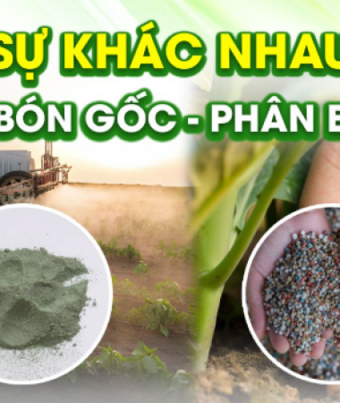 Phân biệt phân bón lá và phân bón gốc