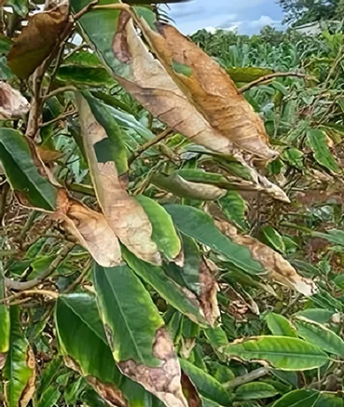 VTNN BMT |  Bệnh trên cây cà phê tại BMT, Đắk Lắk: Những vấn đề phổ biến và cách phòng ngừa