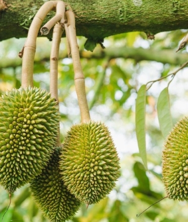 Cách Chăm Bón Sầu Riêng 1–3 Năm Tuổi Hiệu Quả Cao, Chi Phí Thấp