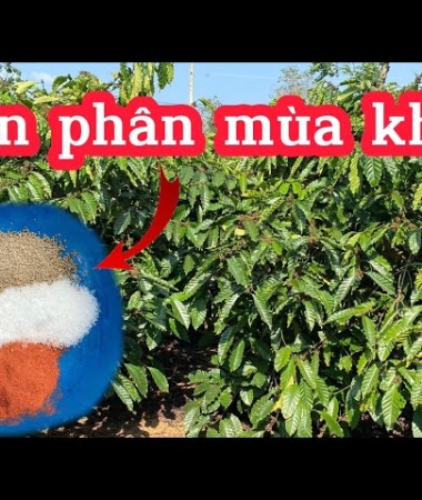 Mùa khô sắp đến – Bà con nên bón phân thế nào để cây cà phê?