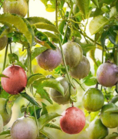 Quy trình chăm sóc chanh dây từ 1–4,5 tháng cho trái bói – Dũng Thanh Agri Đắk Lắk