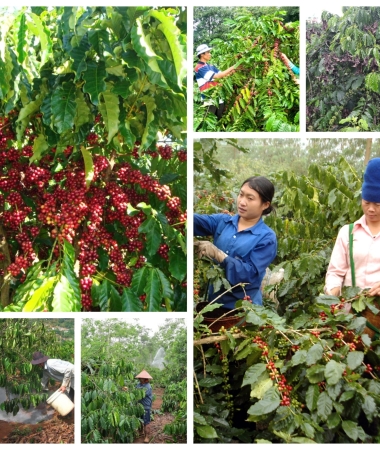  Bí quyết chăm sóc cây cà phê sau thu hoạch để cây khỏe, vụ sau trúng lớn