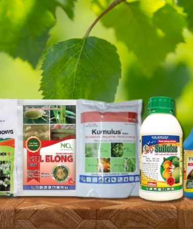 Cách chọn phân bón và thuốc BVTV hiệu quả — Lời khuyên từ Dũng Thanh Agri