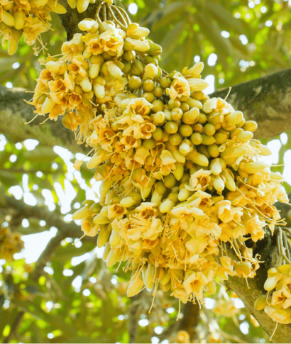 Tạo Cầm Hoa Sầu Riêng Krông Pắk – Giải Pháp Giúp Vườn Ra Hoa Đồng Loạt, Đậu Trái Cao