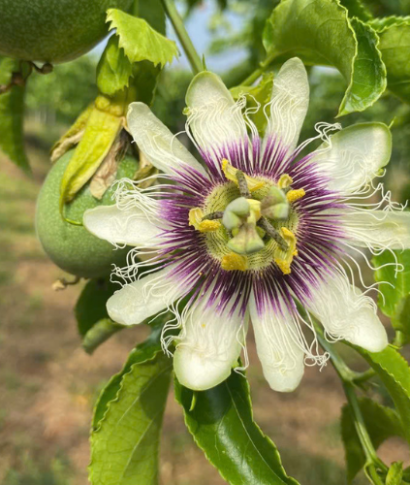 Kích Bông Chanh Dây – Bí Quyết Giúp Ra Hoa Đồng Loạt, Trái Sai, Năng Suất Cao