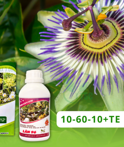 Tạo Mầm Hoa Chanh Dây Đăk Lăk – Giải Pháp Giúp Ra Hoa Mạnh, Trái Đều, Năng Suất Cao