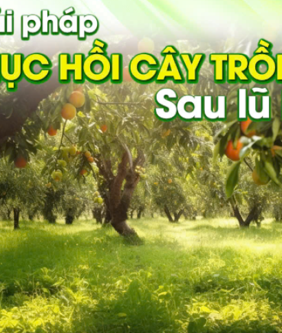 Phục Hồi Cây Trồng Sau Bão Đắk Lắk – Giải Pháp Hiệu Quả Giúp Bà Con Ổn Định Vườn Cây