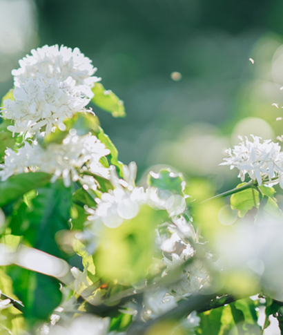 Kích Bông Cà Phê – Giải Pháp Giúp Ra Hoa Đồng Loạt, Tăng Năng Suất Bền Vững