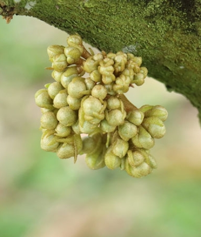 Tạo Mầm Hoa BMT – Kỹ Thuật Quan Trọng Quyết Định Năng Suất Cây Trồng