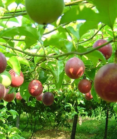 Quy trình chăm sóc chanh dây từ 1–4,5 tháng cho trái bói – Dũng Thanh Agri Đắk Lắk