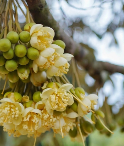 Kích Bông Sầu Riêng Đúng Kỹ Thuật – Ra Hoa Đồng Loạt, Đậu Trái Cao