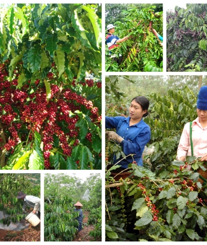  Bí quyết chăm sóc cây cà phê sau thu hoạch để cây khỏe, vụ sau trúng lớn
