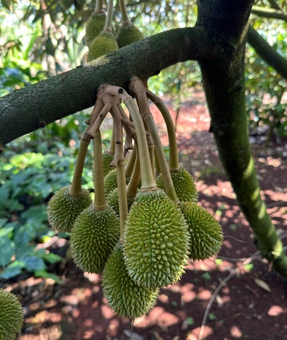 Phục hồi sầu riêng hiệu quả - cải tạo đất trồng bền vững - mang lại giá trị kinh tế lâu dài khi dùng bộ sản phẩm hữu cơ nở NGÔ AGRO GOLD và ENVIRO SOL.