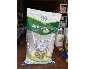 ANTRACOL 70 WP BAYER