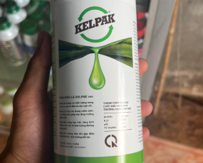 KELPAK VHN (RONG BIỂN)