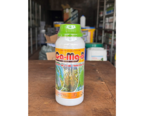 CA-MG-BO RỒNG LỬA