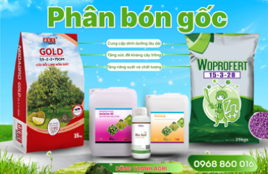 PHÂN BÓN GỐC