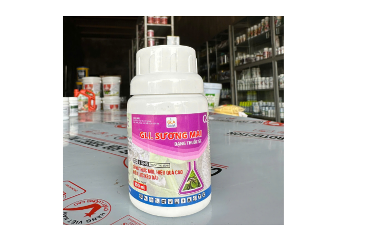 GLI SƯƠNG MAI (ĐẶC TRỊ SƯƠNG MAI)