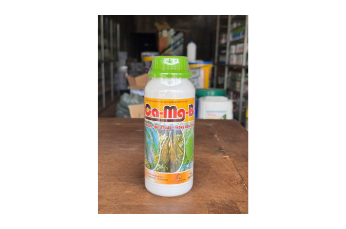 CA-MG-BO RỒNG LỬA