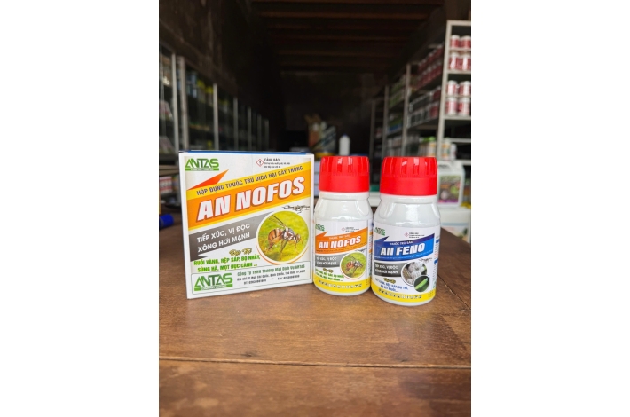 CẶP ĐÔI TRỊ RẦY - AN FENO VÀ AN NOFOS