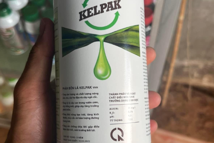 KELPAK VHN (RONG BIỂN)